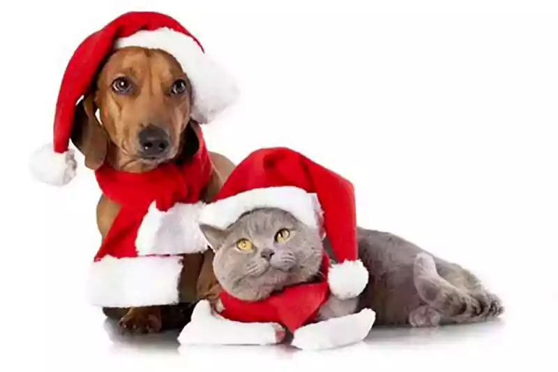 dachshund merry christmas image