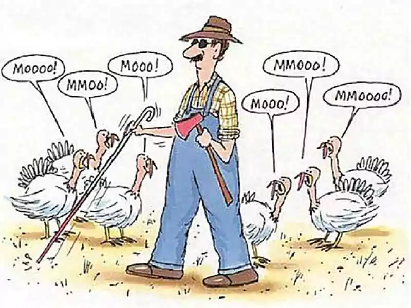 images of funny thanksgiving turkey
