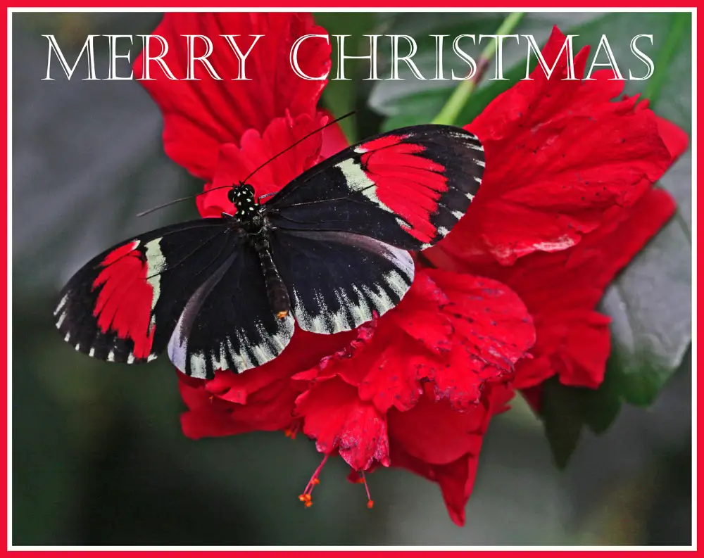 merry christmas butterfly image