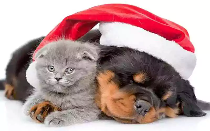 merry christmas dog and cat images