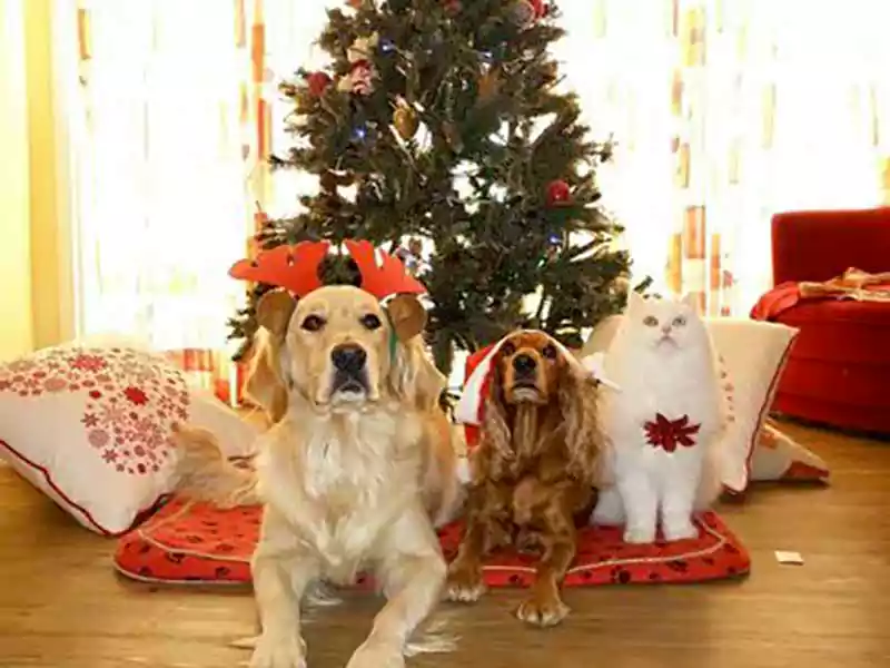 merry christmas dog and cat images