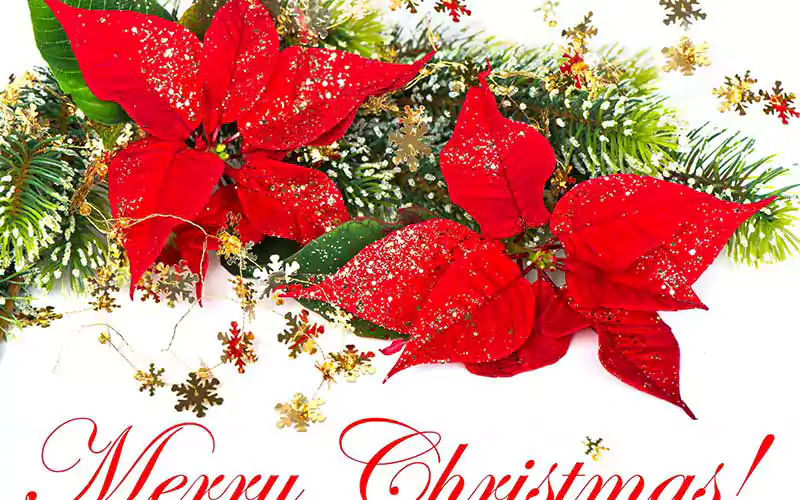 merry christmas flowers images