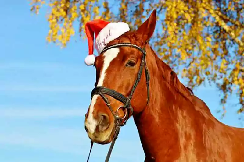 merry christmas horse images