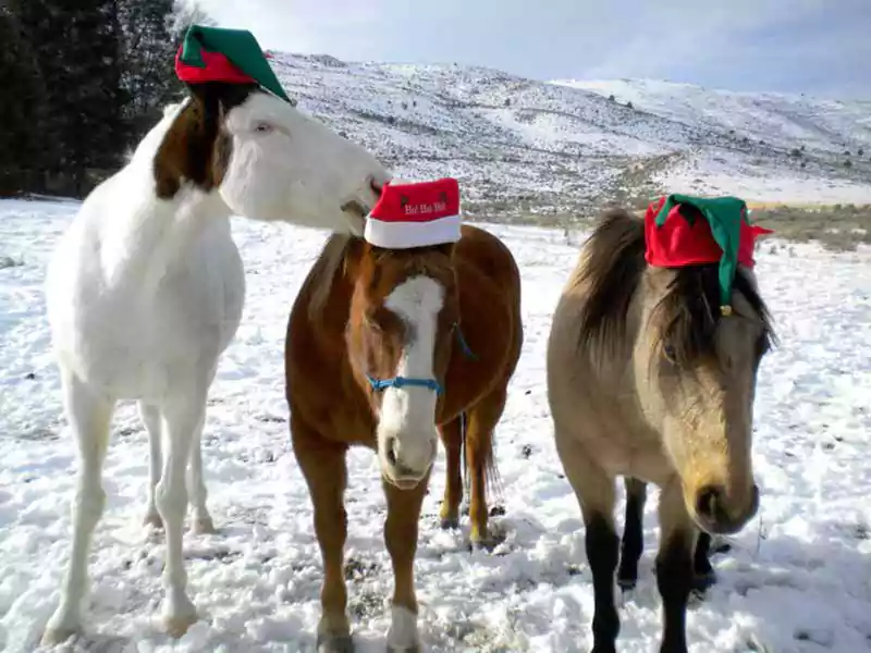 merry christmas horse photos