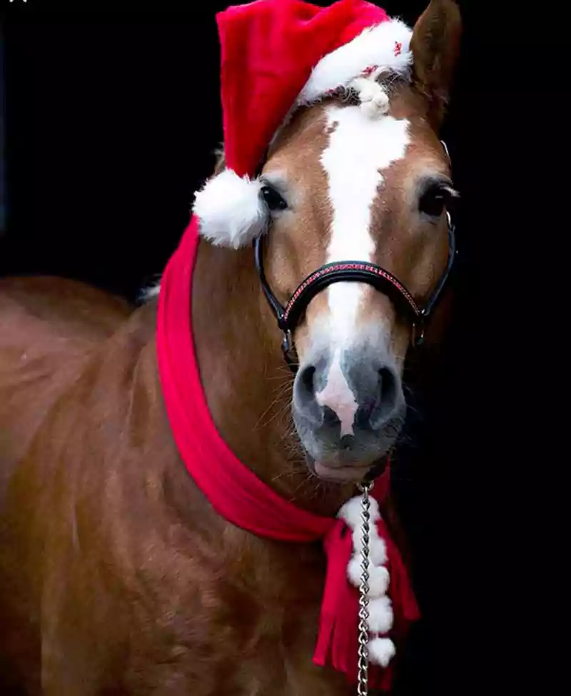 merry christmas horse photos