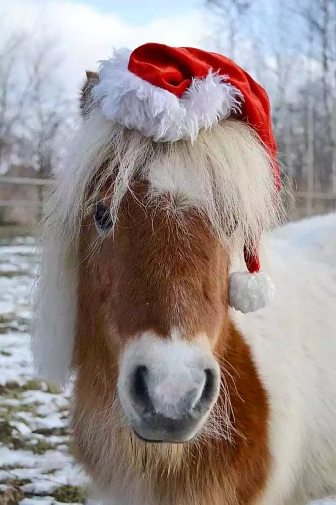 merry christmas horse pictures