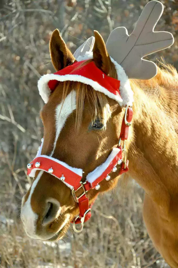 merry christmas horse pictures