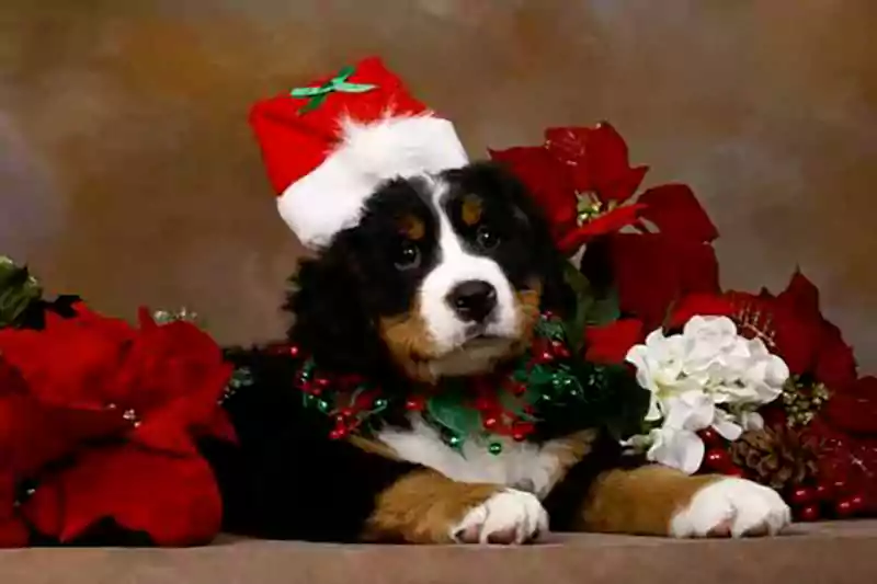 merry christmas images with dogs and cats