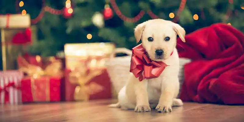 merry christmas images with dogs and cats