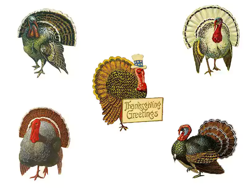 vintage thanksgiving turkey pic