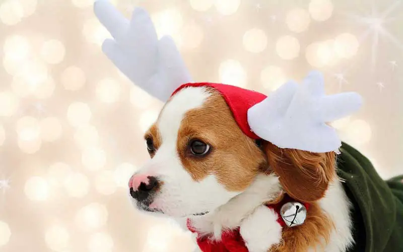 Cute Merry Christmas Dog Background