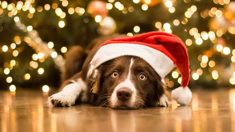 Cute Merry Christmas Dog Background