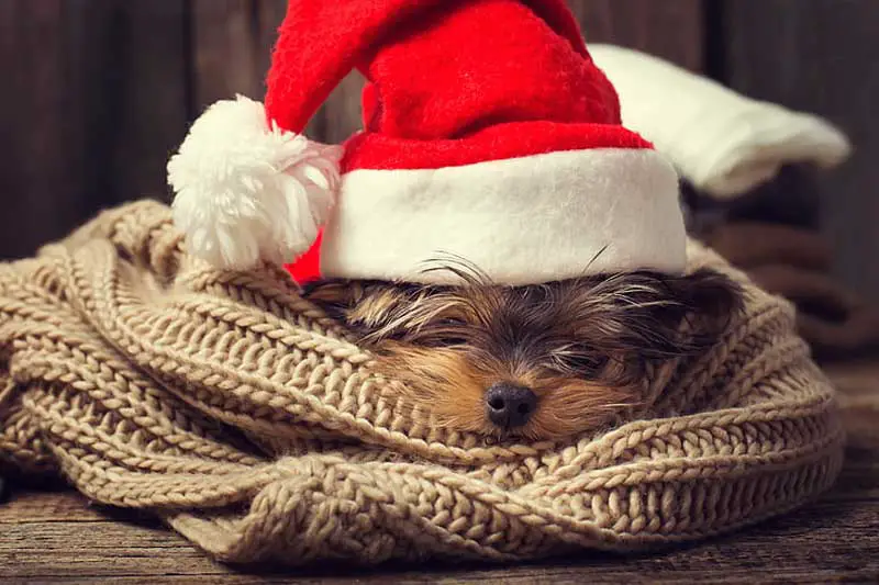 Cute Merry Christmas Dog Wallpaper