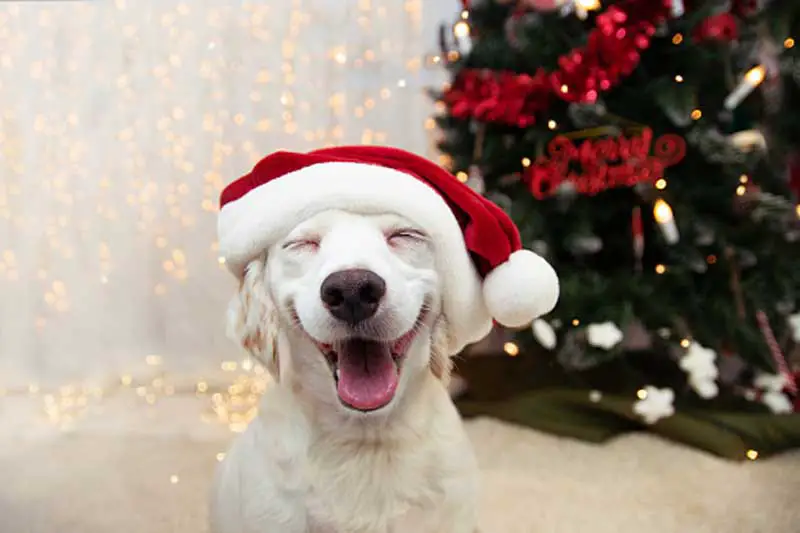 Cute Merry Christmas Dog Wallpaper