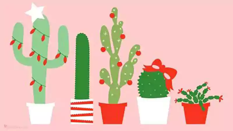 Merry Christmas Cactus Image