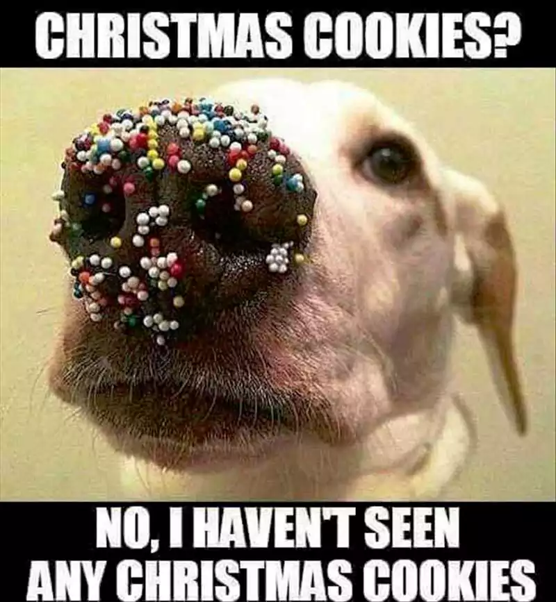 Merry Christmas Dog Meme