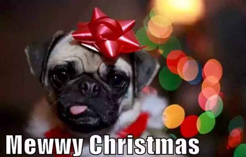 Merry Christmas Dog Meme