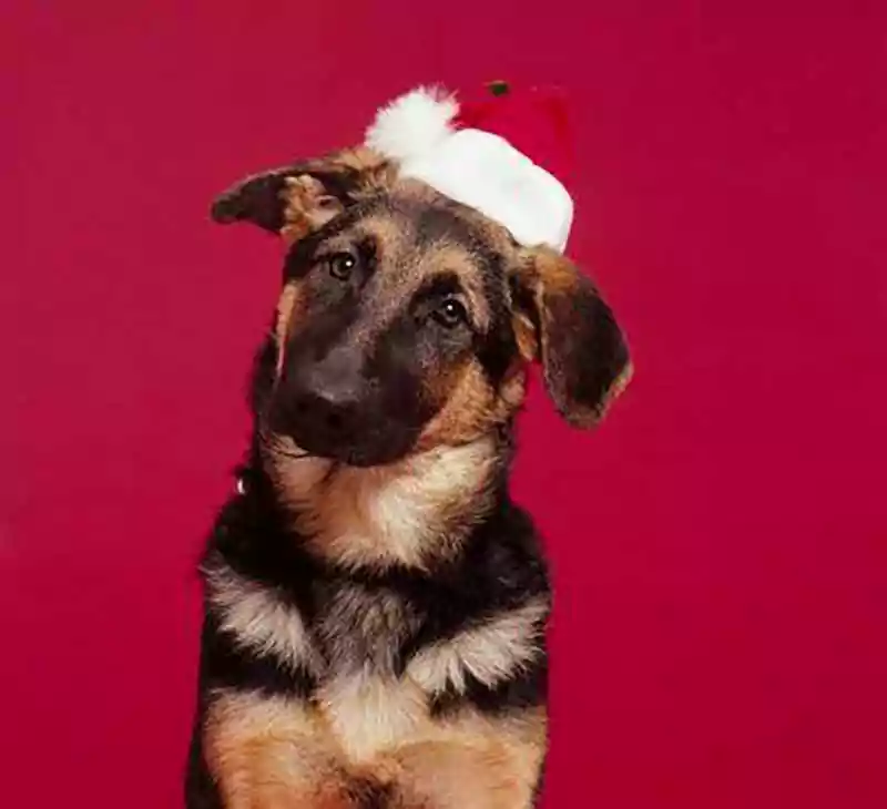 Merry Christmas German Shepherd Image