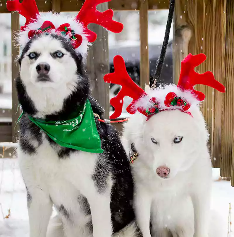 Merry Christmas Image with Dogs