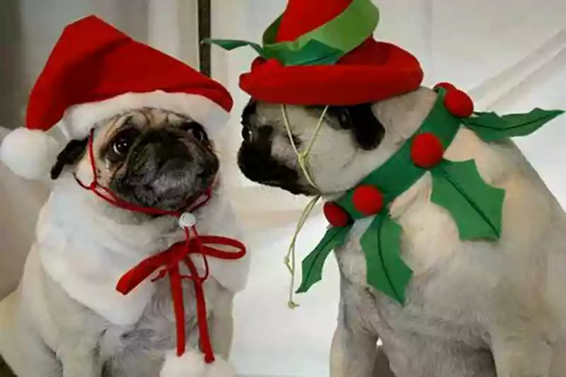 Merry Christmas Pug Image