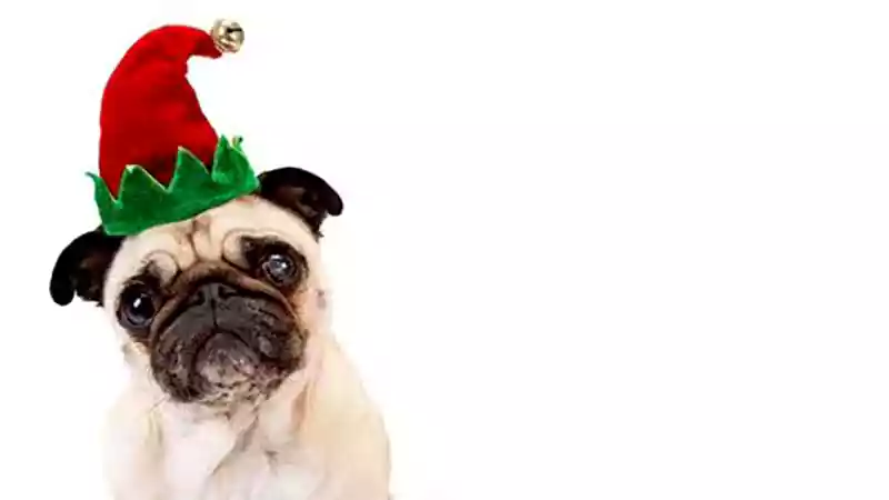Merry Christmas Pug Image