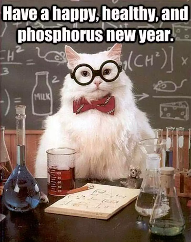 New Year Cat Meme