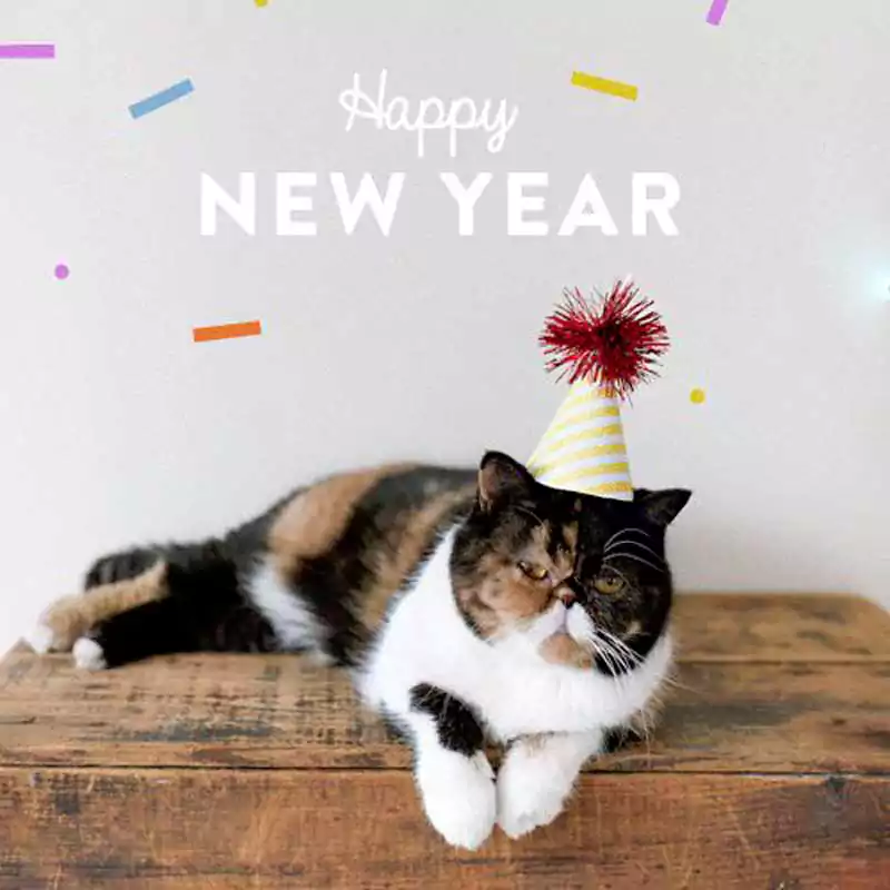 New Year Cat Meme