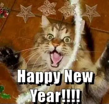100+ Happy New Year Cat Memes 2023 - QuotesProject.Com