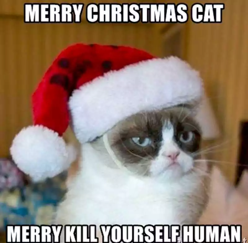 merry christmas cat merry k