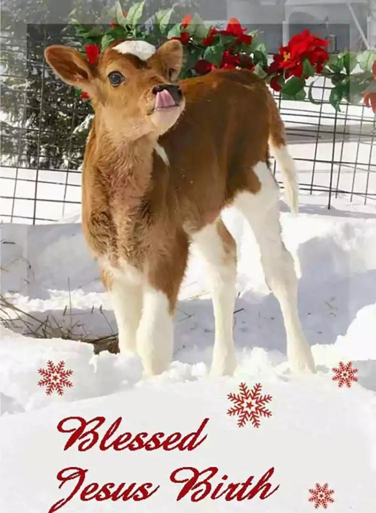 merry christmas cow image