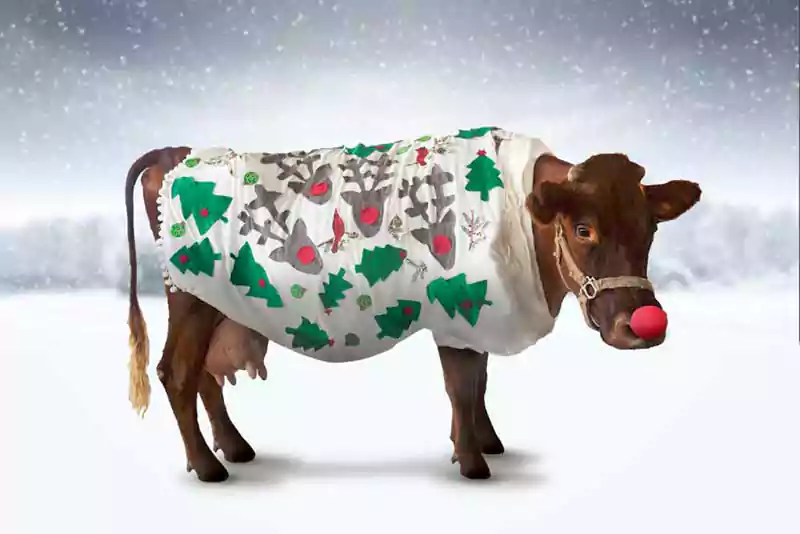 merry christmas cow picture