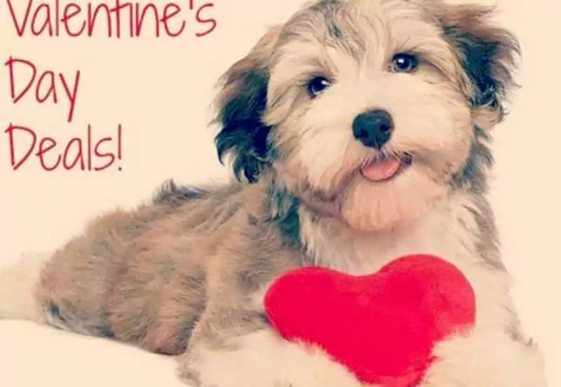 Cute Animal Valentines Day Wallpaper
