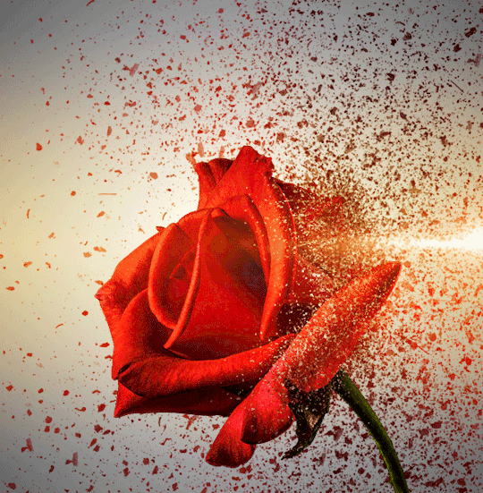 Happy Rose Day gif image