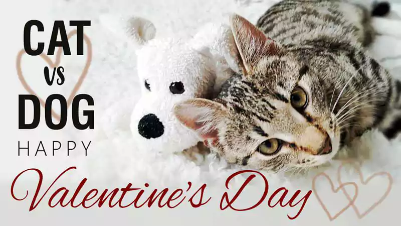 Happy Valentines Day Cat Images
