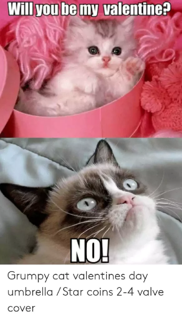 Valentines Day Cat Memes