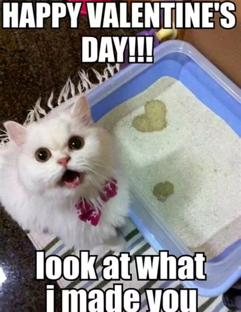 Valentines Day Cat Memes