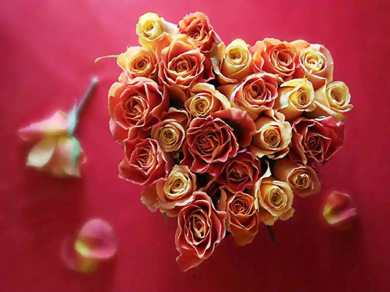 Valentines Day Flower Pictures