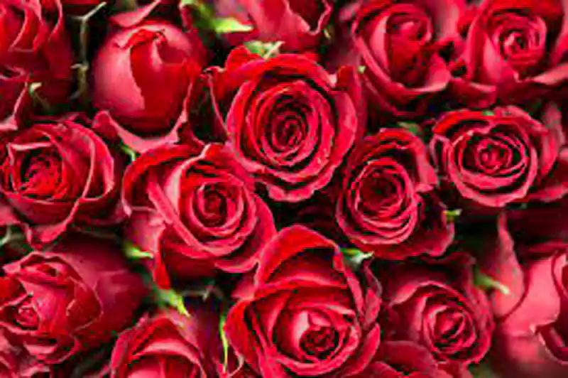 Valentines Day Flower Pictures