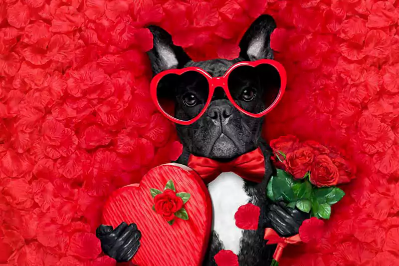 Valentines Day Images With Dogs