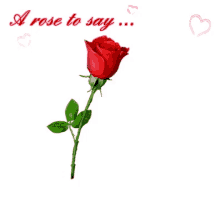 i love you rose