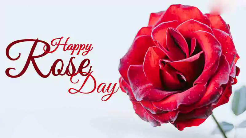 rose day image for boyfriend