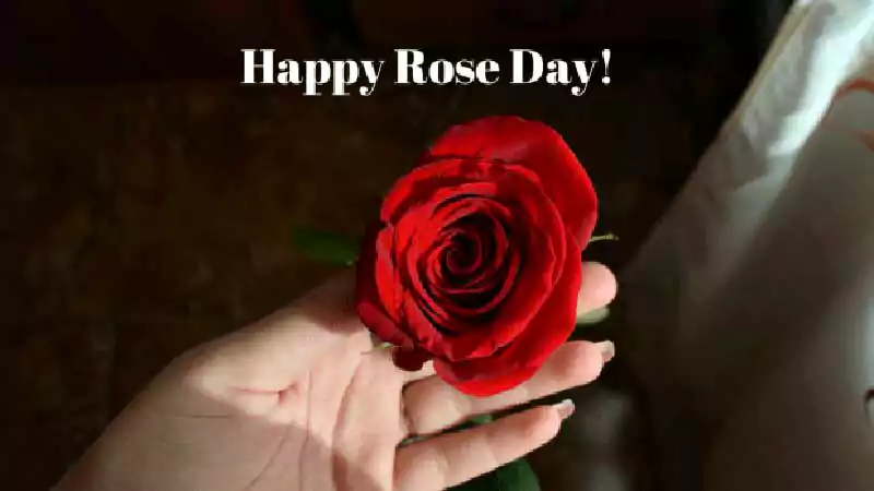 rose day image for boyfriend