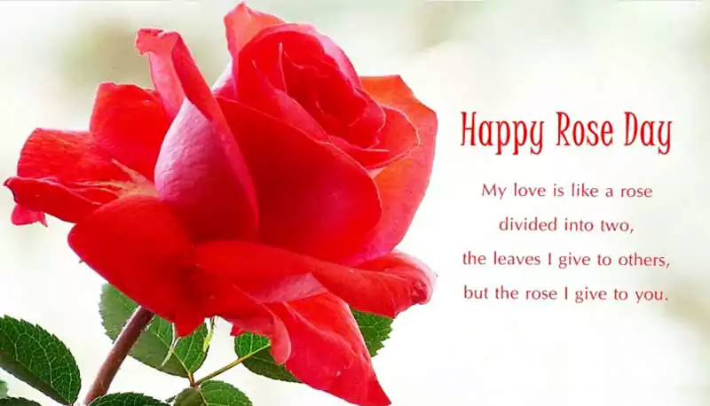 rose day quotes for her