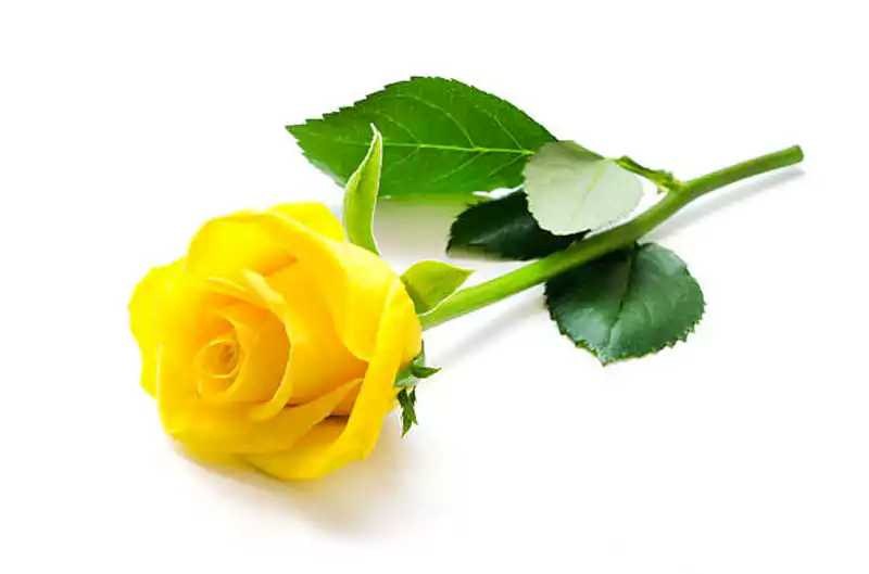 yellow rose day image