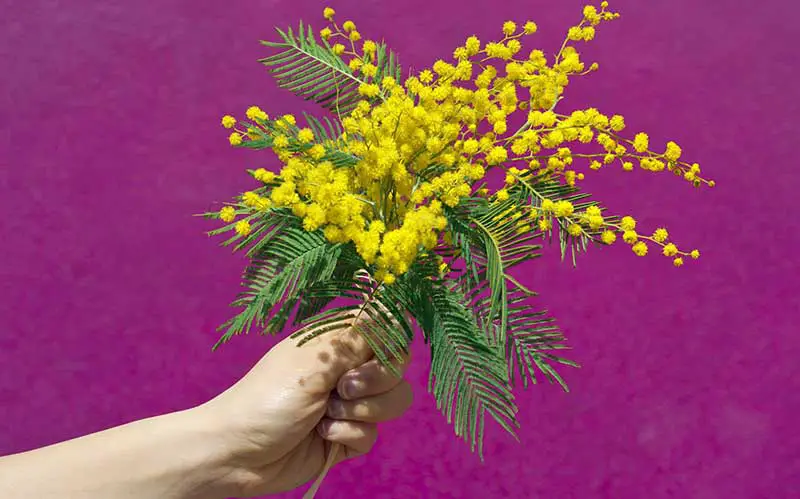 Womens Day Yellow Flower