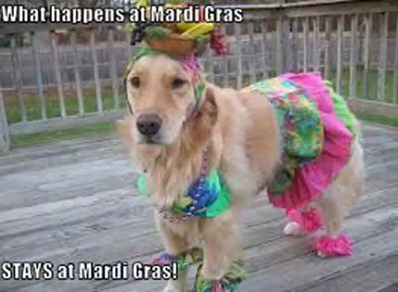 funny mardi gras pictures