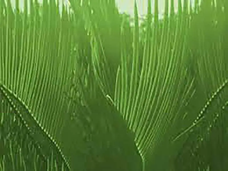 palm sunday backgrounds powerpoint