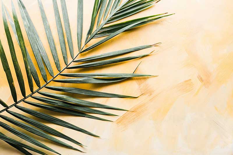 palm sunday worship background