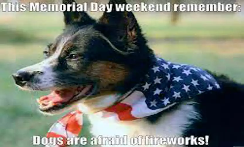 memorial day dog pictures