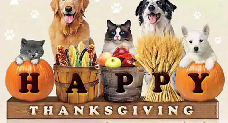 Thanksgiving Dog Image